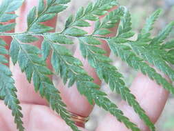 Image of Leather-Leaf Gold-Back Fern