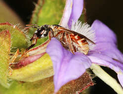 Lasioglossum platychilum Walker 1999 resmi