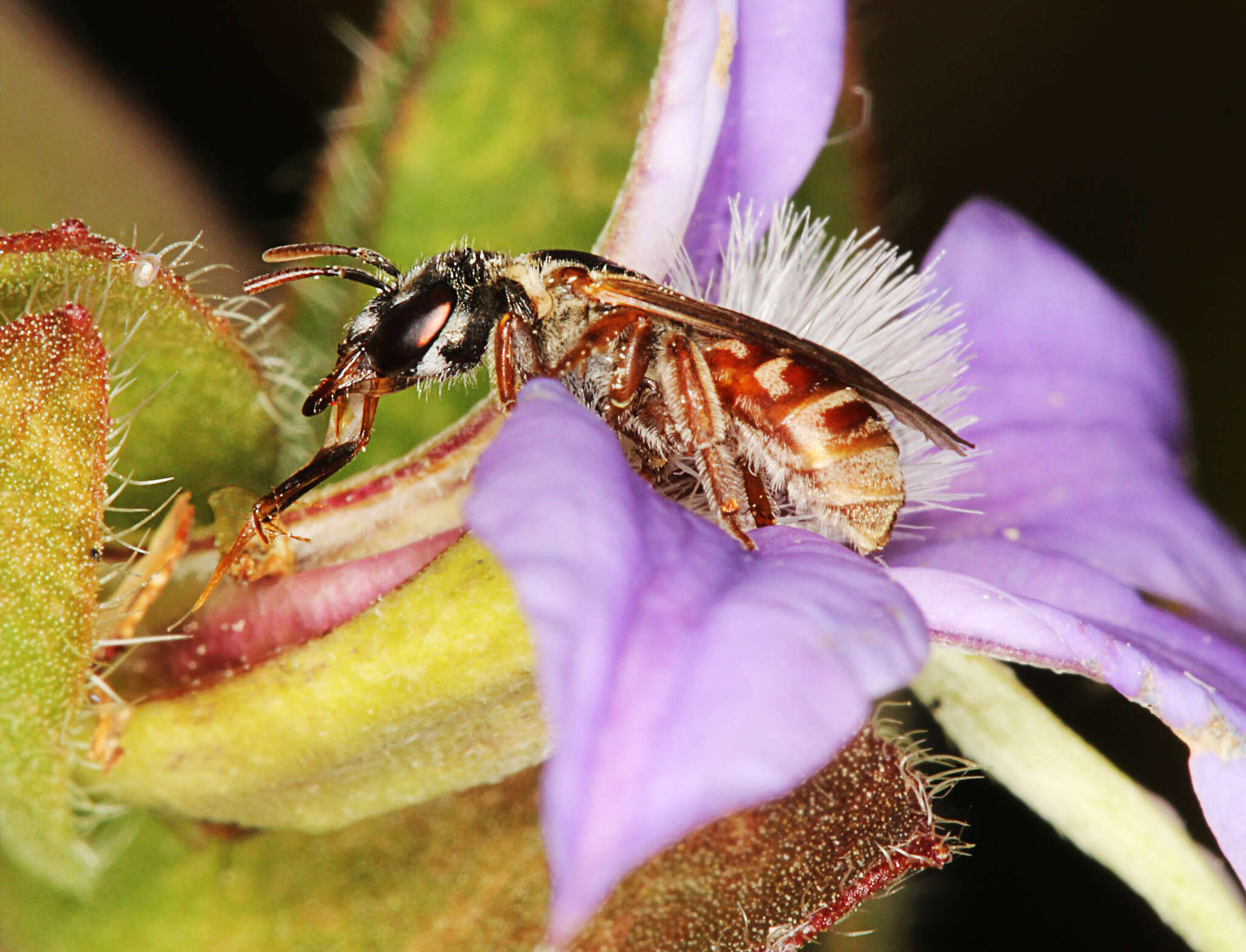 Image of Lasioglossum platychilum Walker 1999