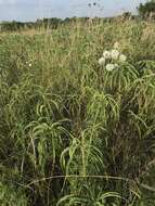 Image de Dalea multiflora (Nutt.) Shinners