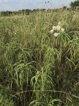 Image of roundhead prairie clover