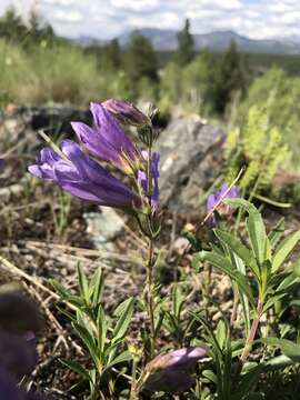 Image of littleleaf bush penstemon