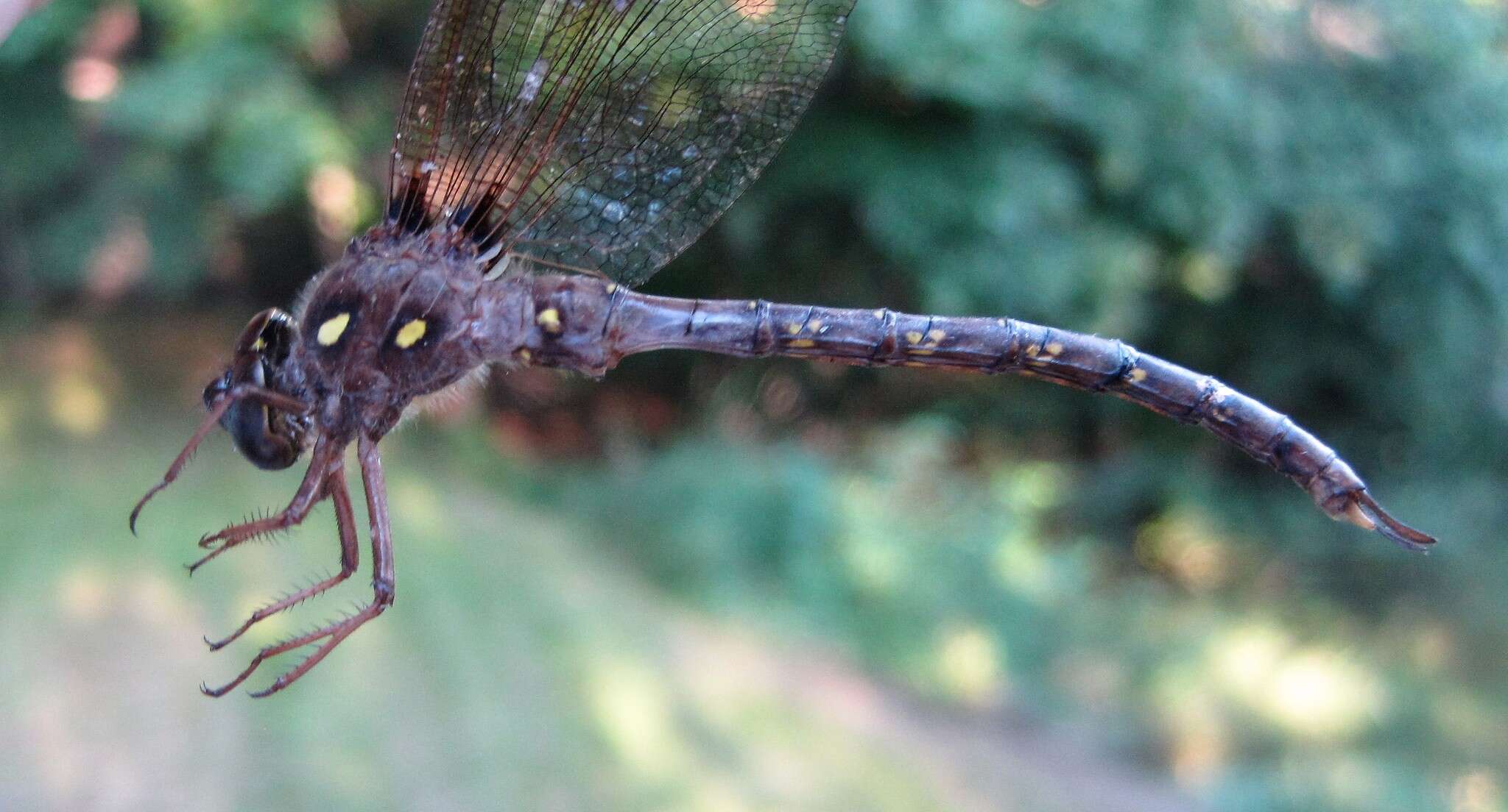 Image of Spotted Darners