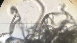 Image of Trichocladium crispatum