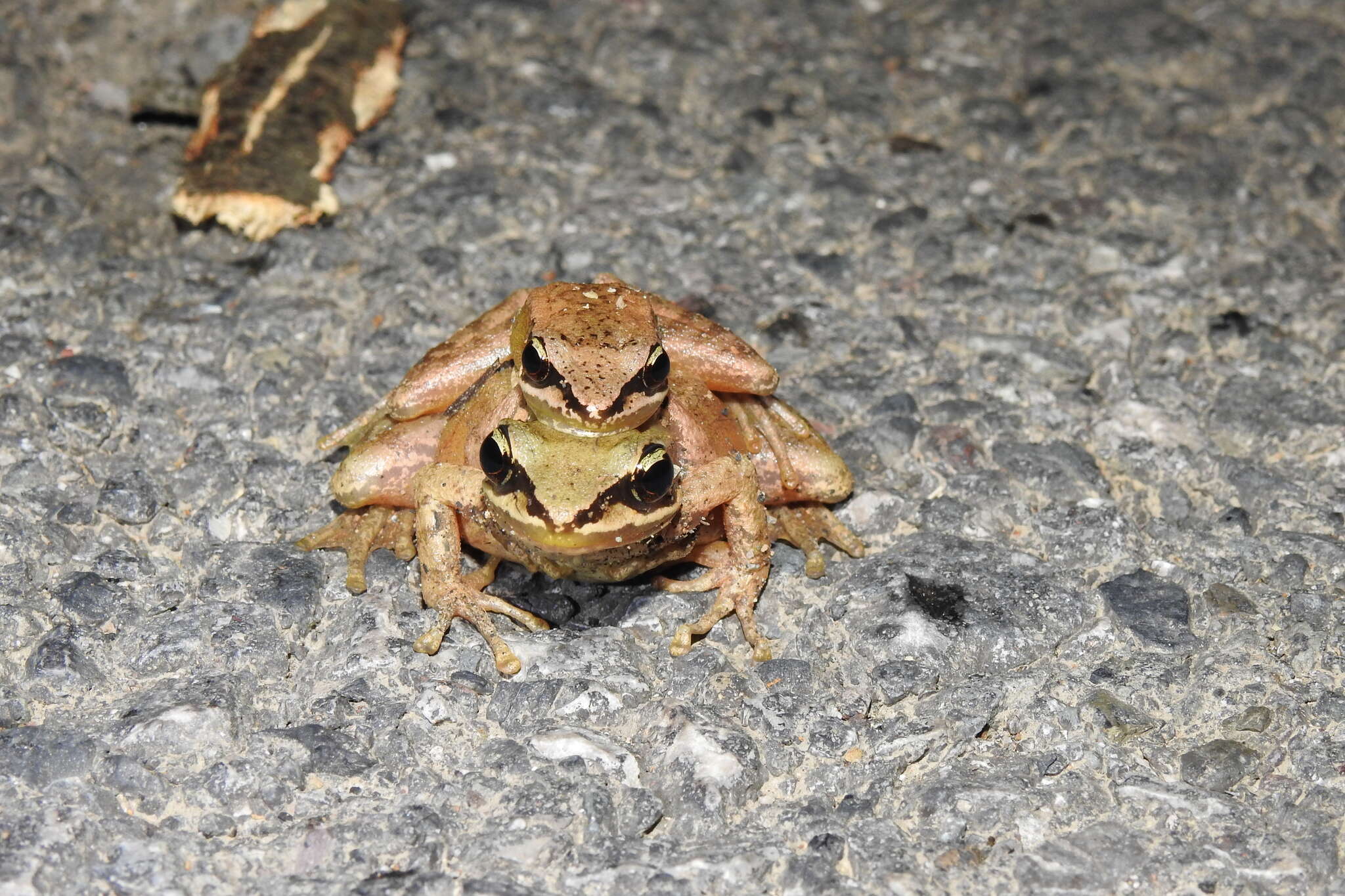 Image of Amolops chunganensis (Pope 1929)