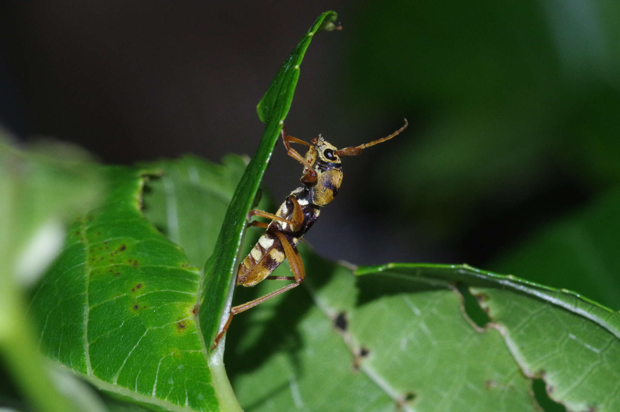 Image of Chlorophorus quinquefasciatus (Castelnau & Gory 1841)