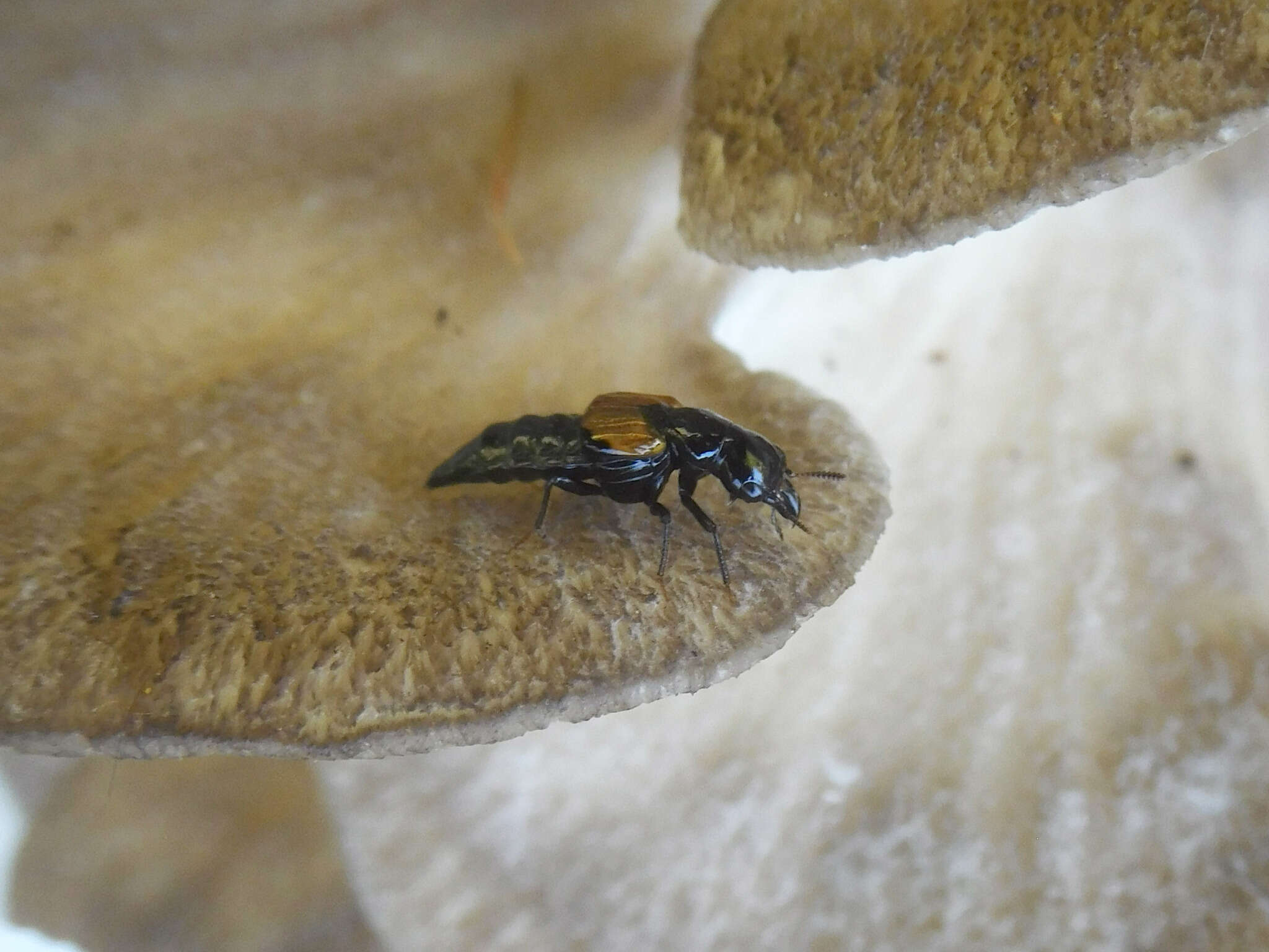 Image of Oxyporus rufipennis Le Conte & J. L. 1863