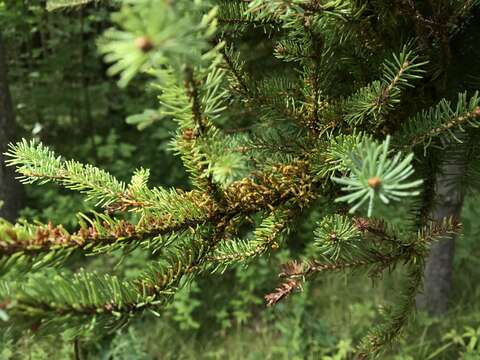 Image of eastern dwarf mistletoe