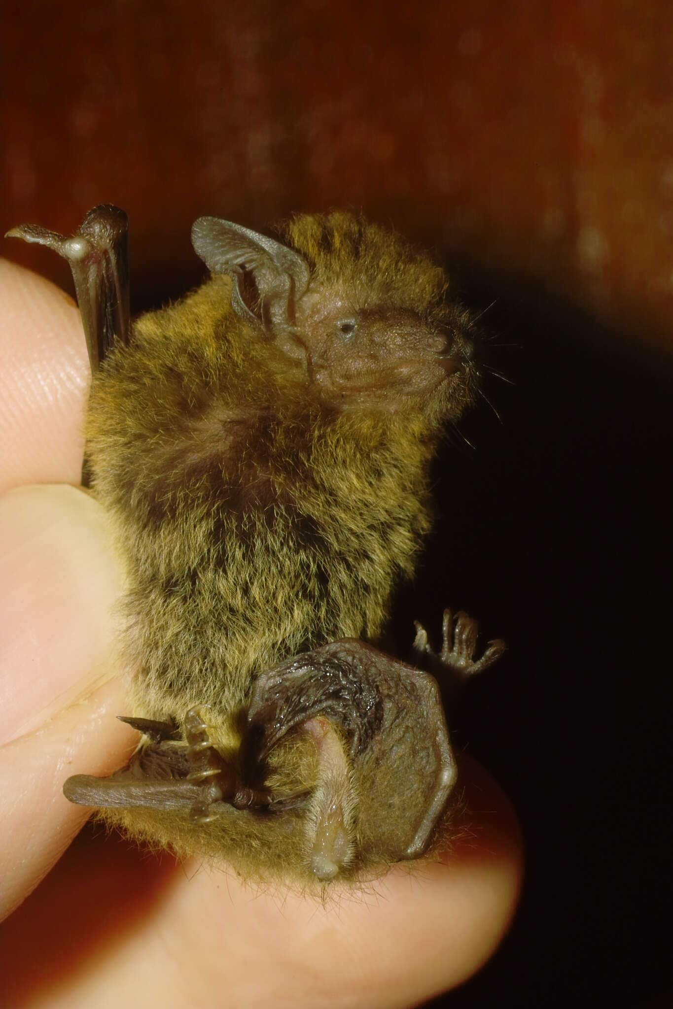 Sivun Pipistrellus abramus (Temminck 1838) kuva