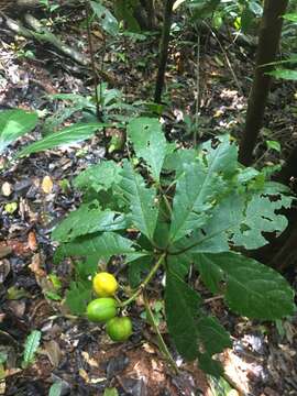 Pittosporum rubiginosum A. Cunn. resmi