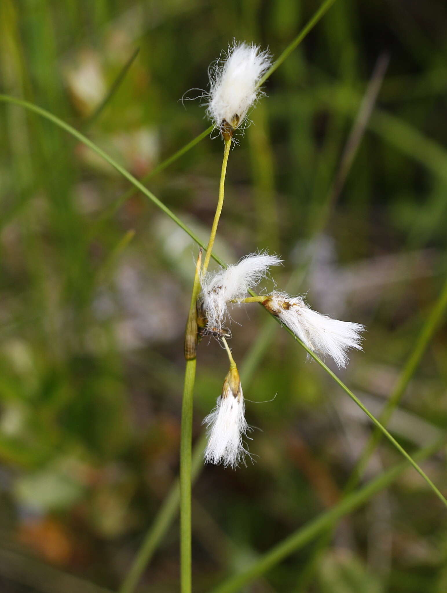 Eriophorum gracile W. D. J. Koch resmi