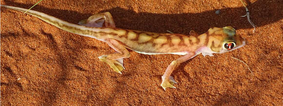 Image of Namib Sand Gecko