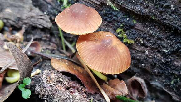 Image of Conocybe rugosa (Peck) Watling 1981