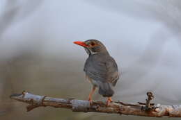 Turdus libonyana peripheris Clancey 1952的圖片