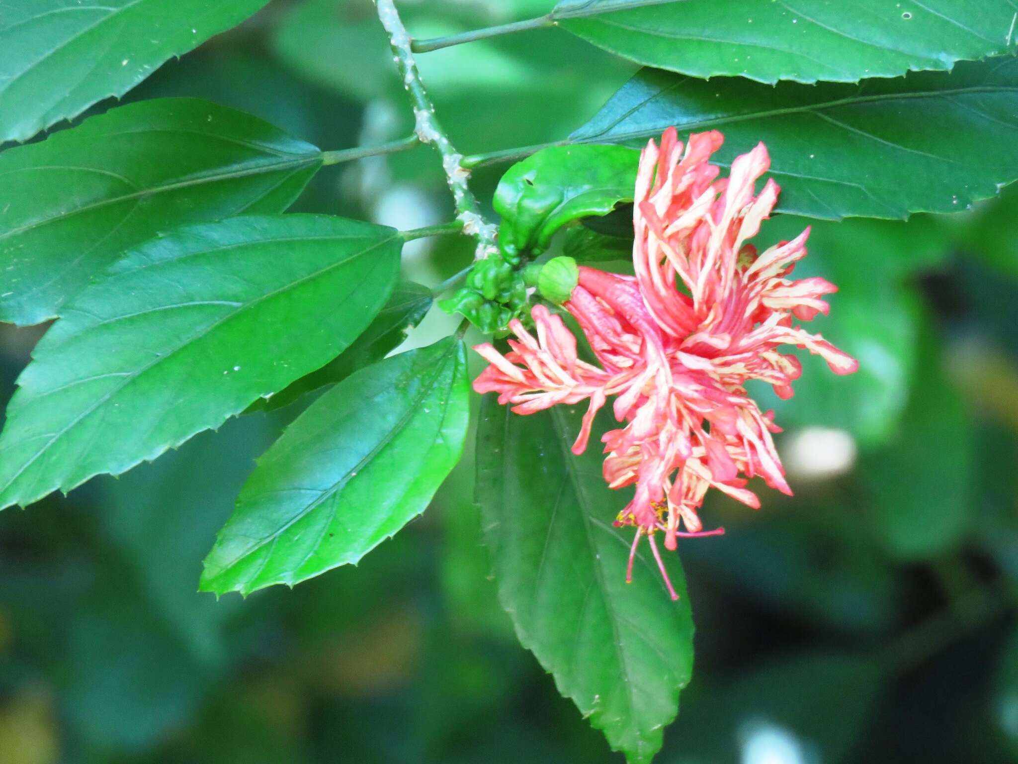 Image of fringed rosemallow