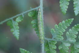 Image of Bertula hadenalis Moore 1867