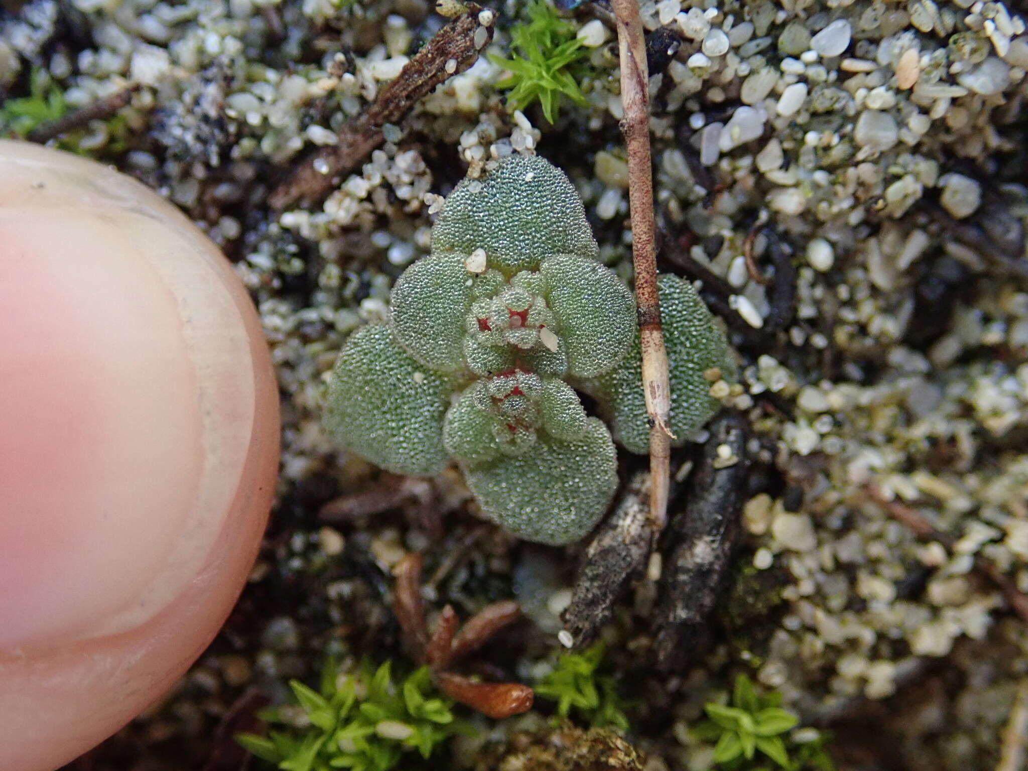 Crassula umbellata Thunb. resmi