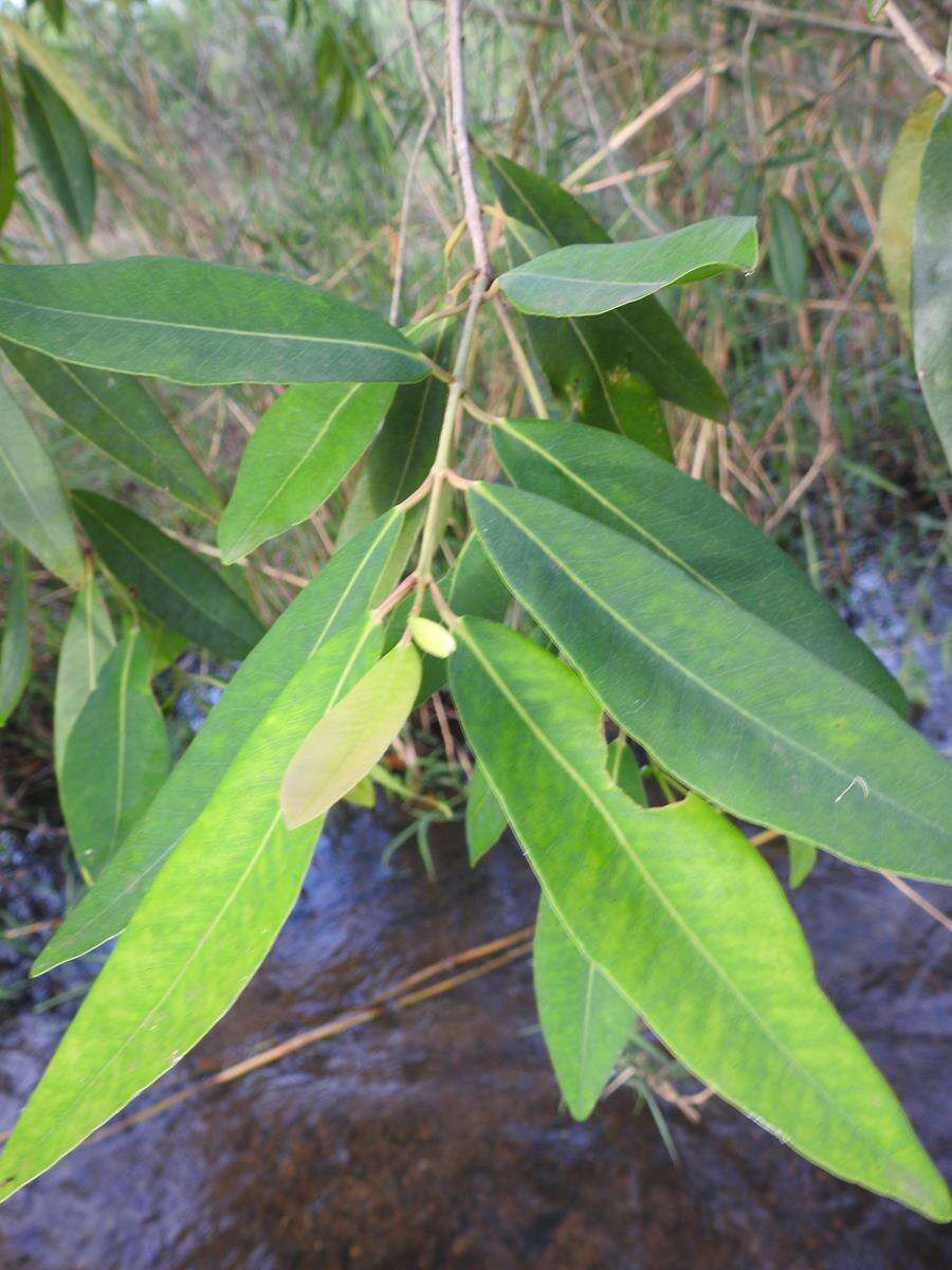 Image of Syzygium komatiense