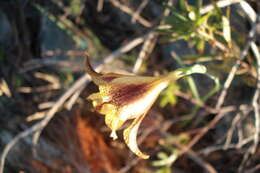 Imagem de Gladiolus maculatus Sweet