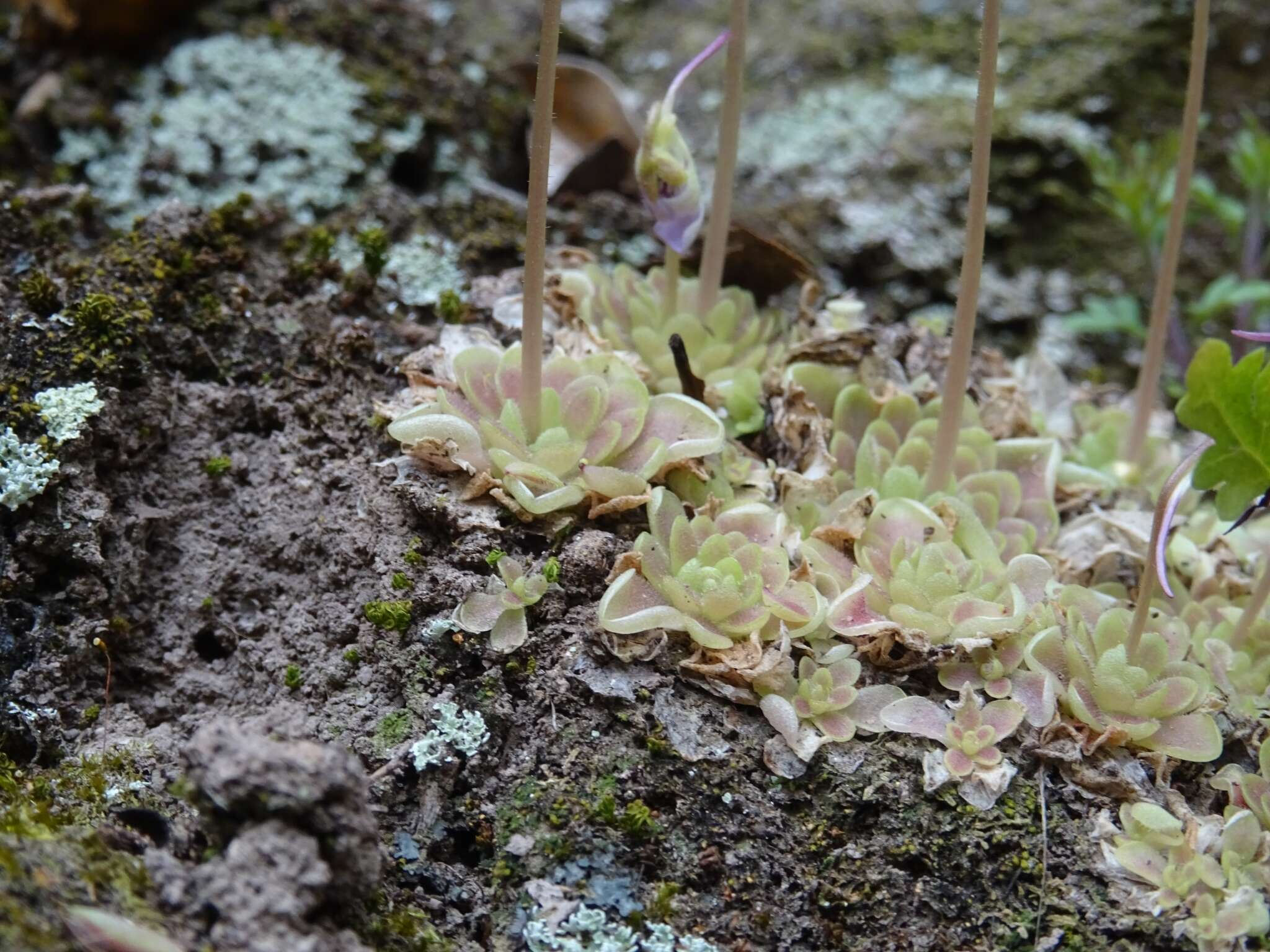 Imagem de Pinguicula esseriana B. Kirchner