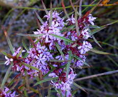 Image of Agathosma pungens (E. Mey. ex Sond.) Pillans