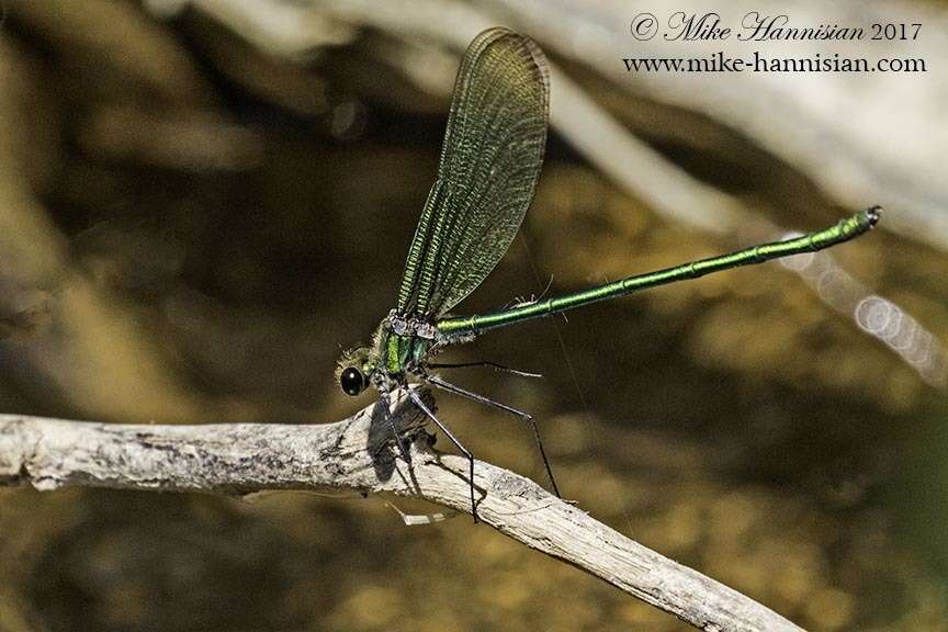 Image of Appalachian Jewelwing