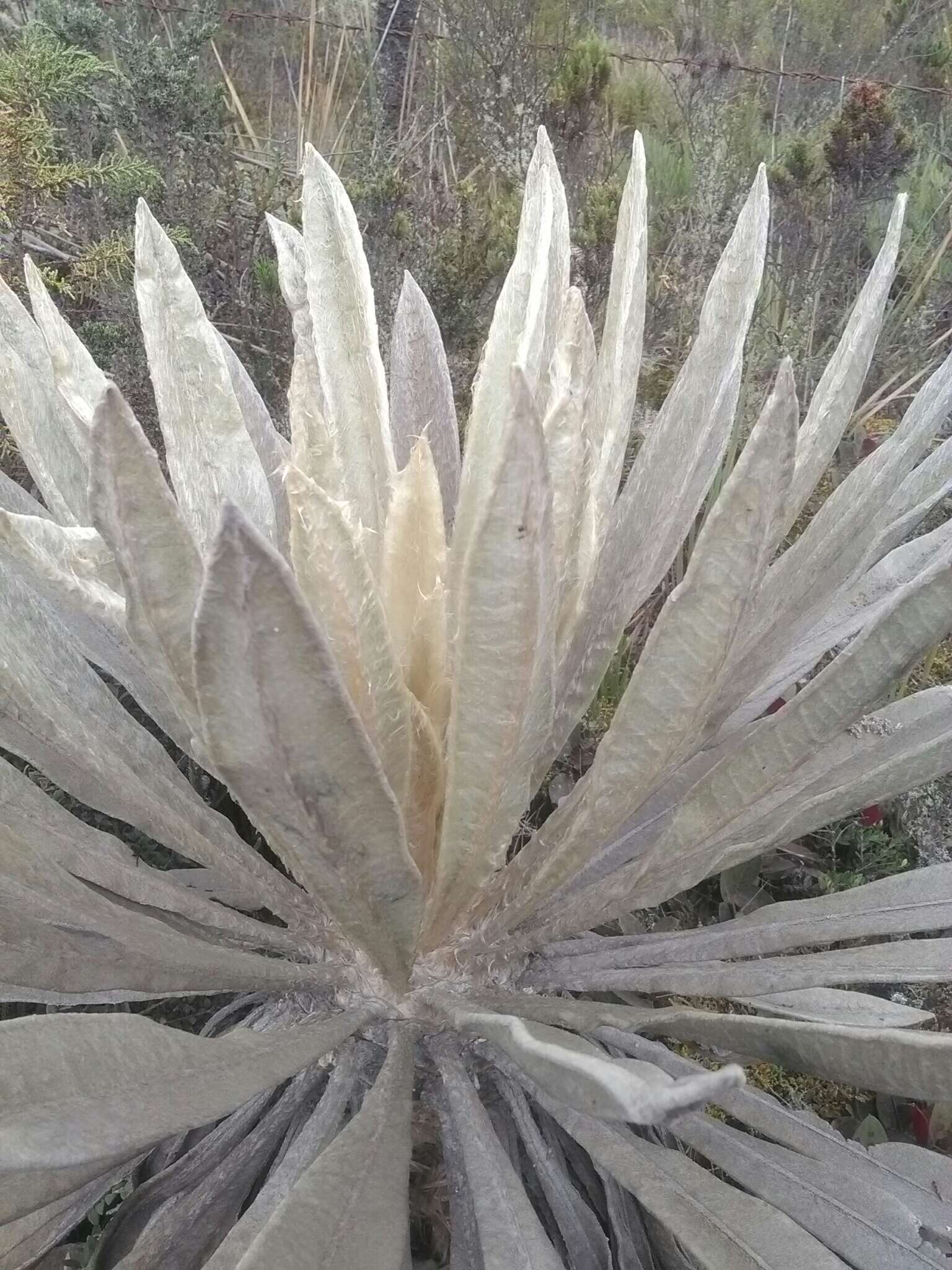 Image of Espeletia grandiflora Humb. & Bonpl.