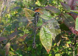 Image of Elusive Clubtail