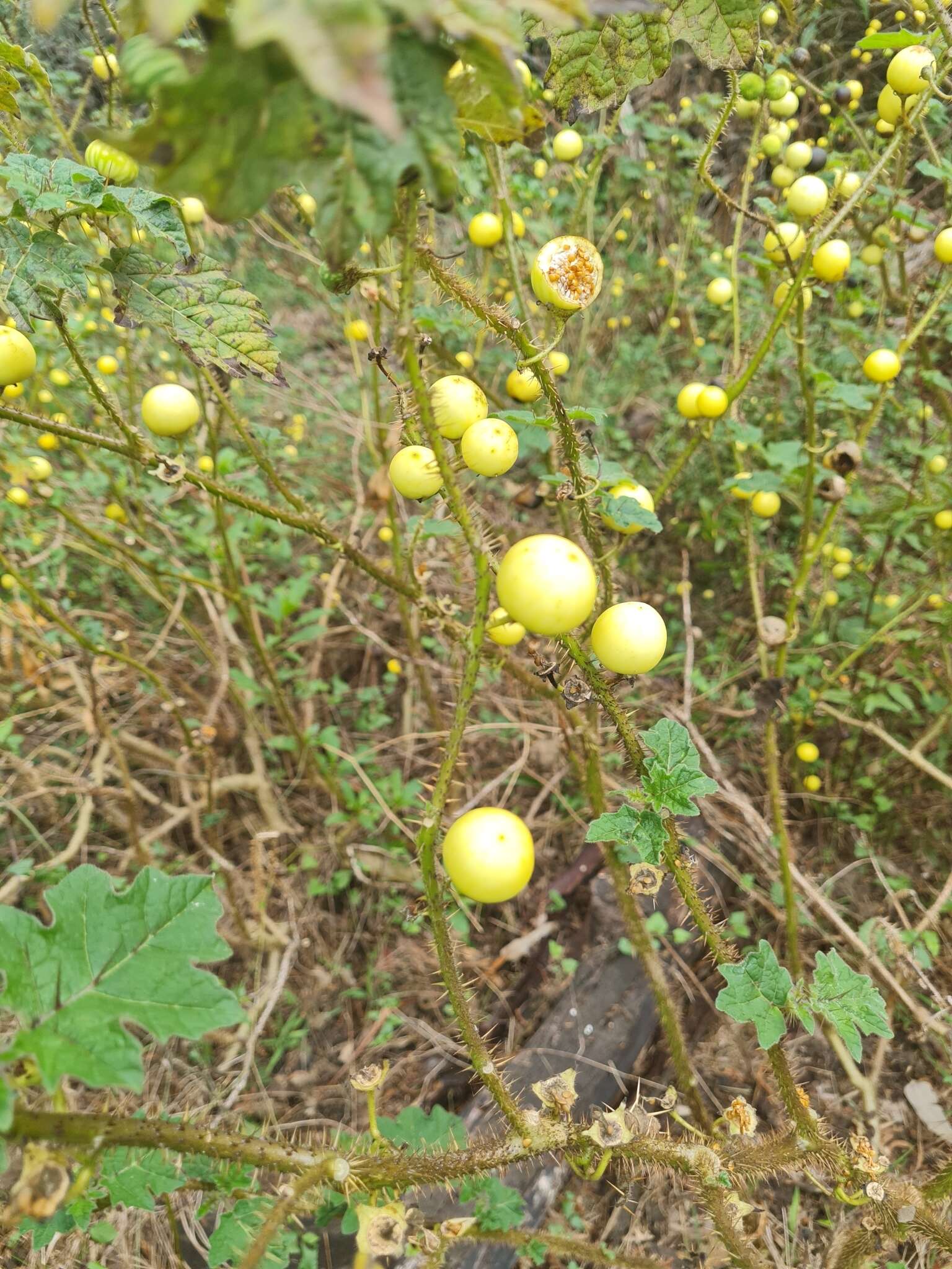 Sivun Solanum aculeatissimum Jacquin kuva