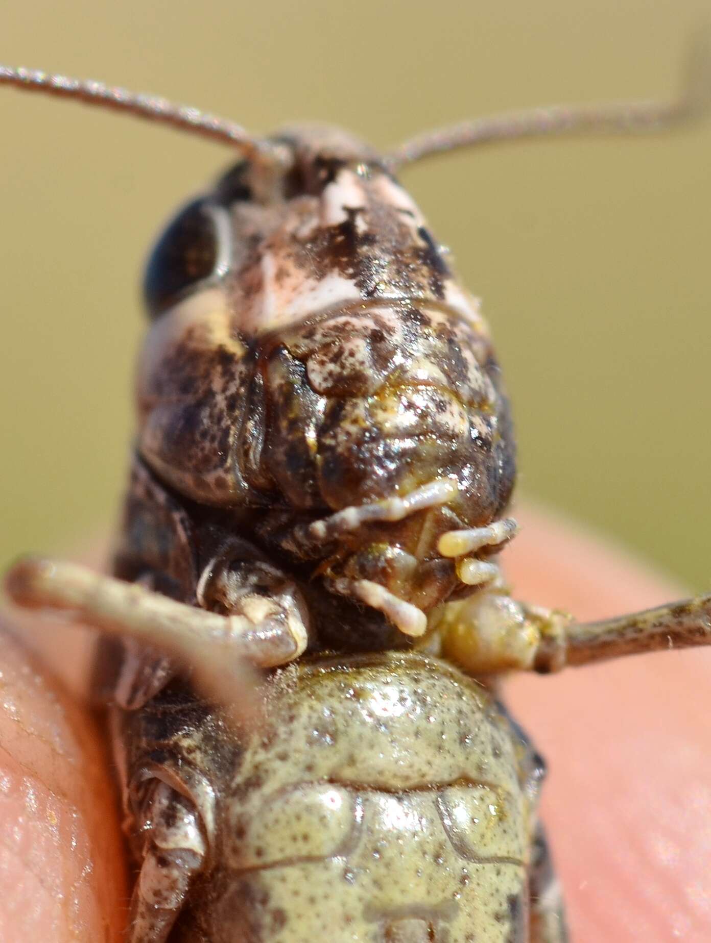 Image de Omocestus (Omocestus) haemorrhoidalis subsp. haemorrhoidalis (Charpentier 1825)