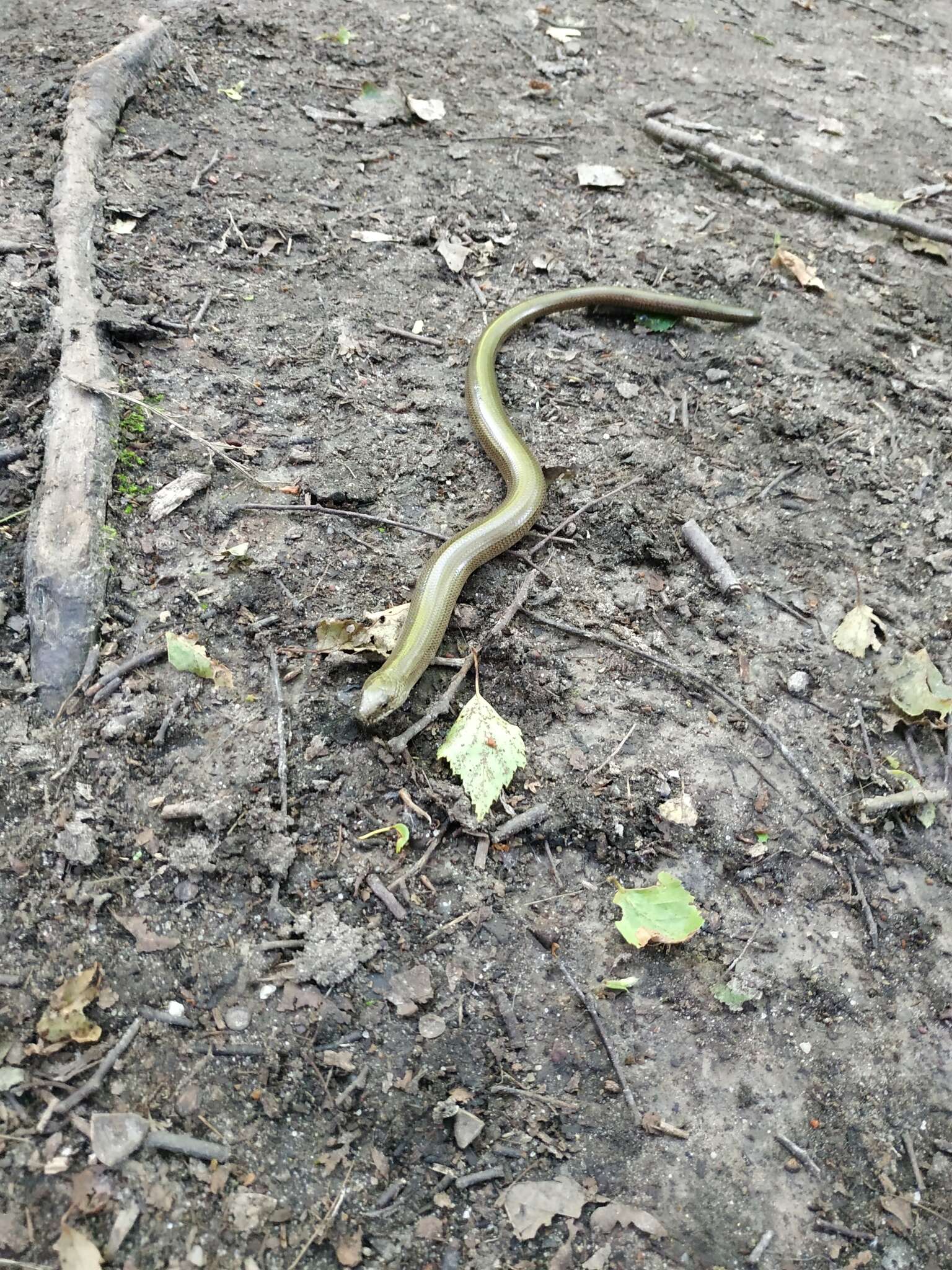 Image of Slow Worm