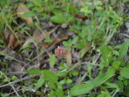 Image of Carolina clover