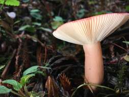 Image of Russula americana Singer 1940