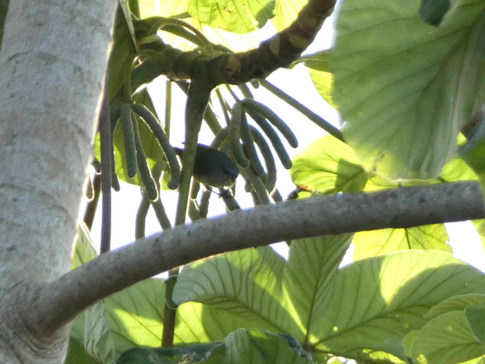 Image of Jamaican Euphonia