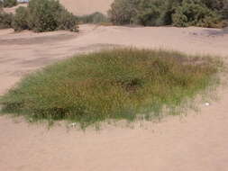 صورة Cyperus laevigatus subsp. laevigatus