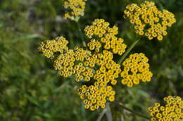 Sivun Handelia trichophylla (Schrenk ex Fisch. & C. A. Mey.) Heimerl kuva