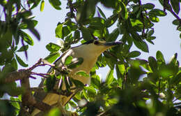 Image of Nycticorax nycticorax nycticorax (Linnaeus 1758)