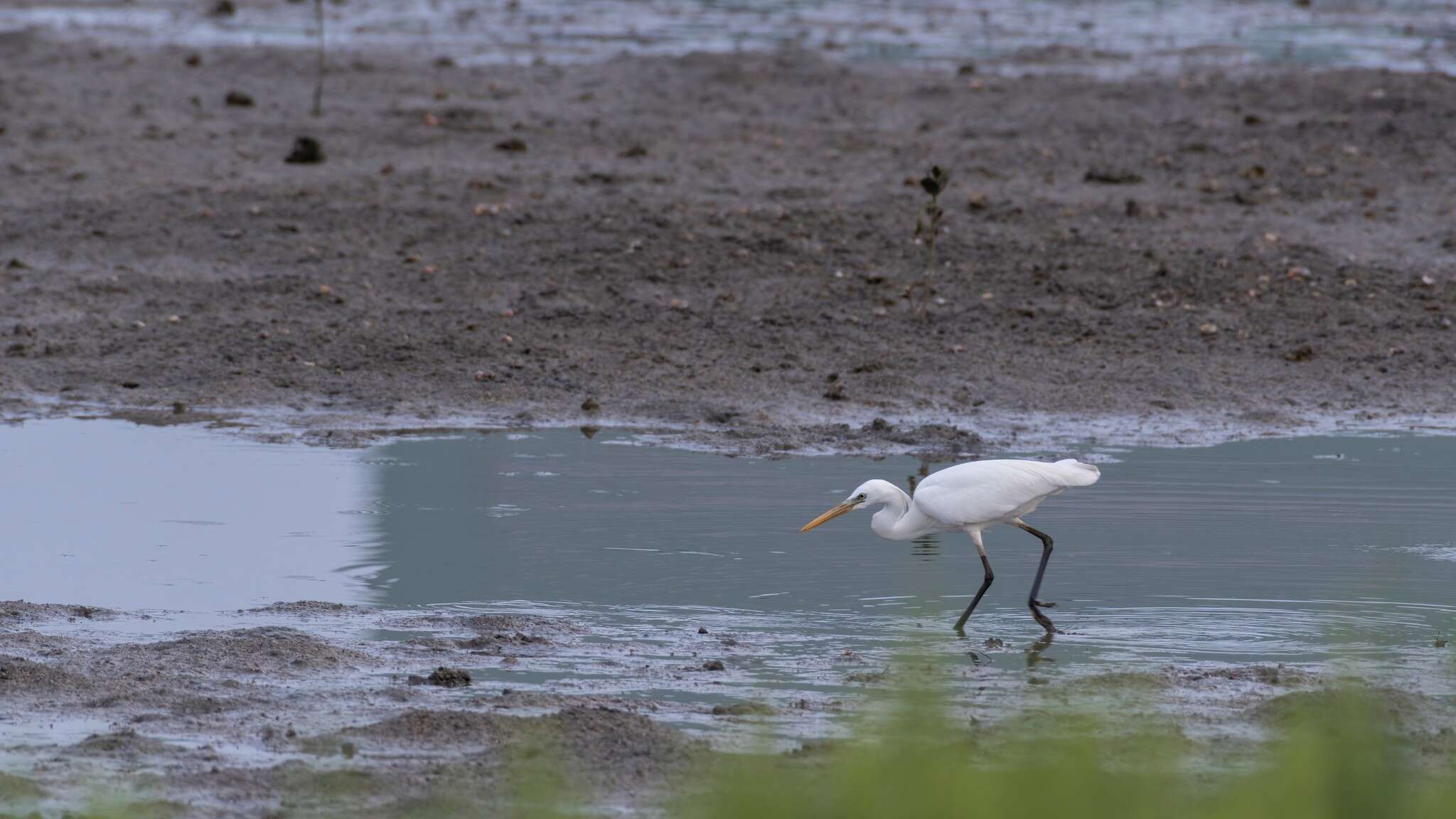 Imagem de Egretta eulophotes (Swinhoe 1860)