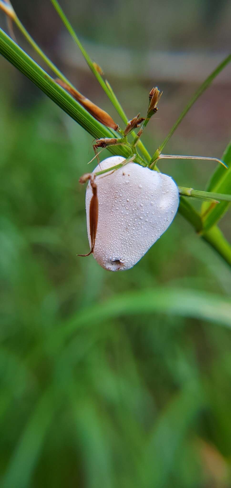 Image of Testicularia