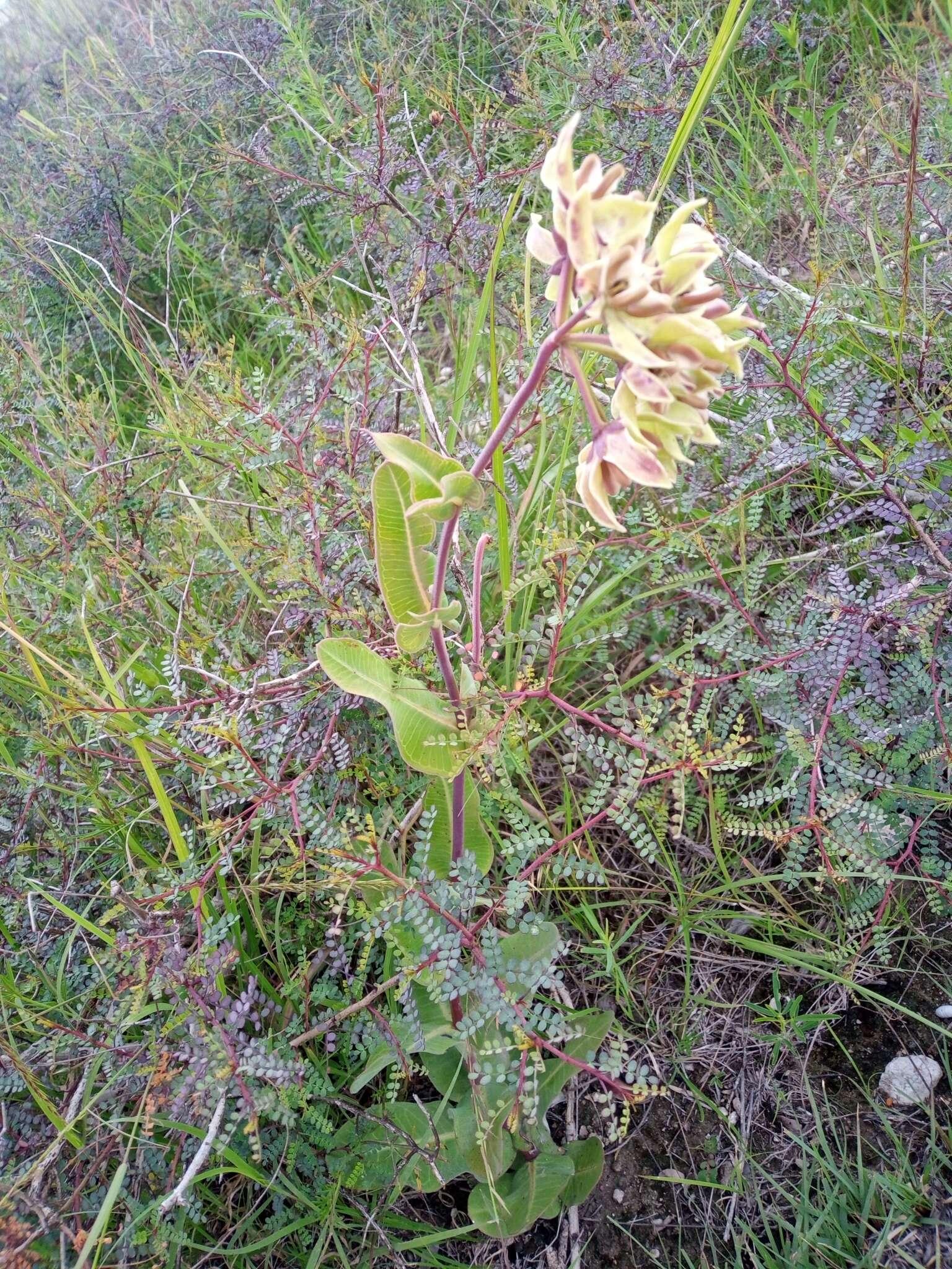 Image of Asclepias lynchiana M. Fishbein