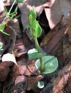 Imagem de Triphora yucatanensis Ames