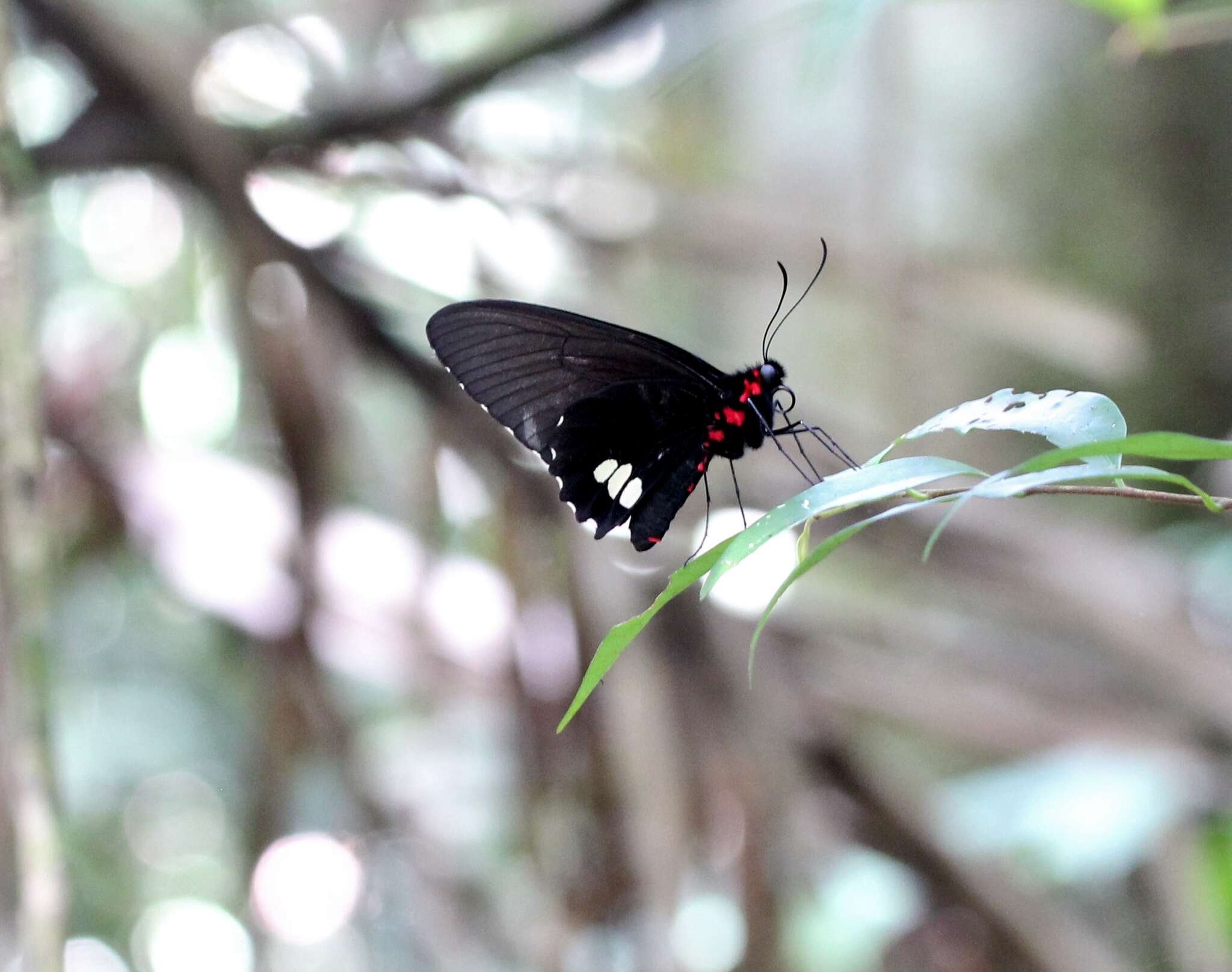 Parides sesostris (Cramer (1779)) resmi