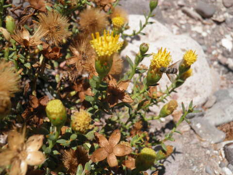 Image of Bajacalia crassifolia (S. Wats.) Loockerman, B. L. Turner & R. K. Jansen