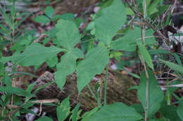 Слика од Arisaema triphyllum (L.) Schott