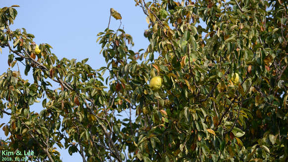 Image of Chinese-quince