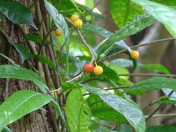 Ficus tinctoria subsp. gibbosa (Bl.) Corner resmi