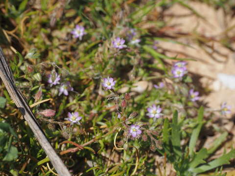 Image of Spergularia bocconei (Scheele) Graebner