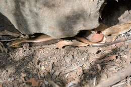 Image of Chalcides coeruleopunctatus Salvador 1975