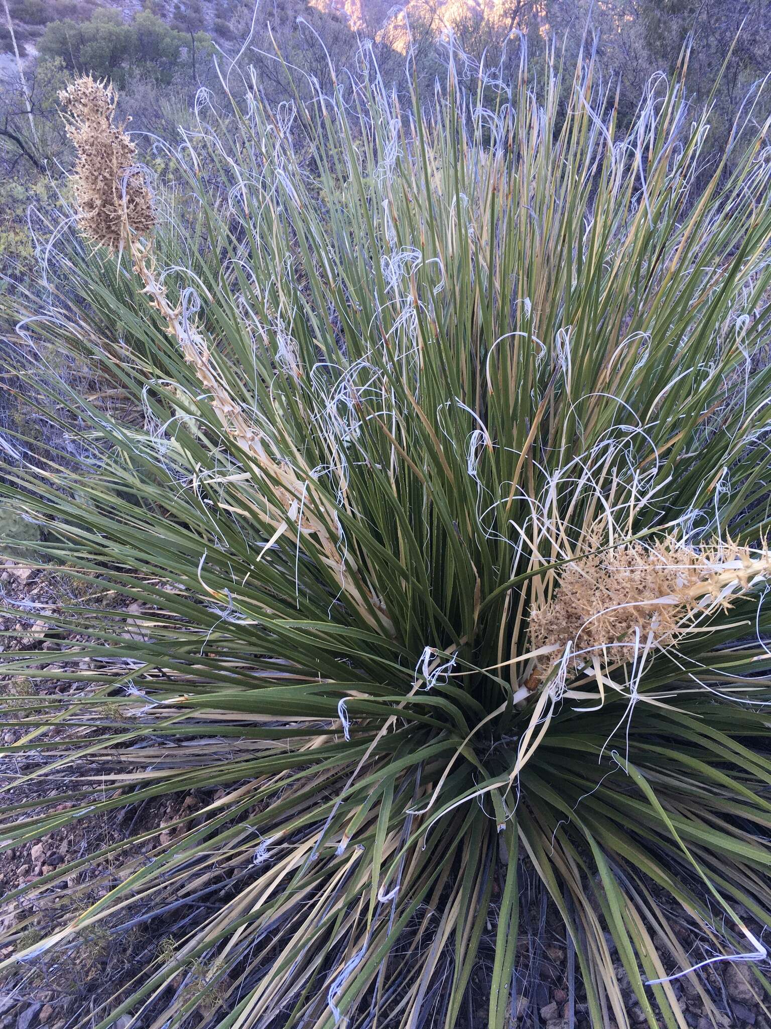 Image of foothill beargrass