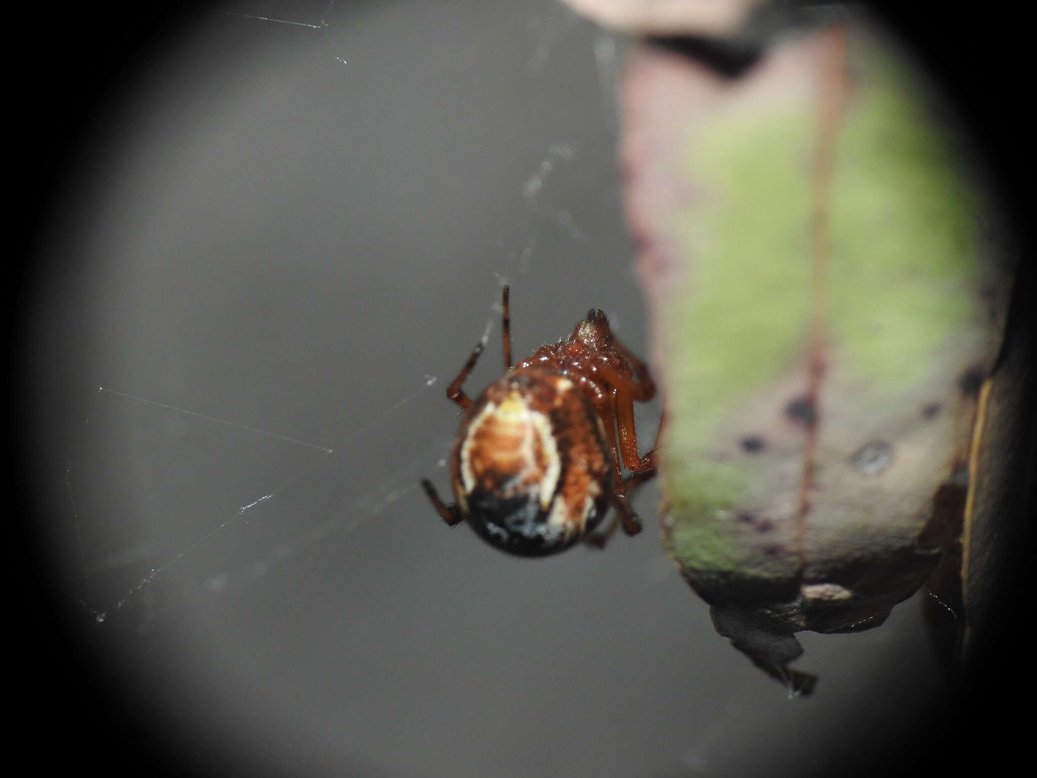 Image of Parasteatoda decorata (L. Koch 1867)